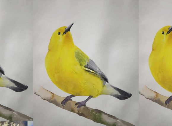 Watercolor Hand Drawn Birds: A Creative Guide